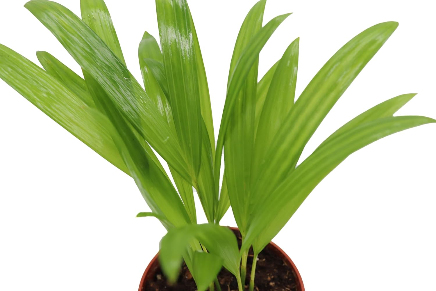 Areca Palm in 4 inch grower's Pot Sold by California Tropicals