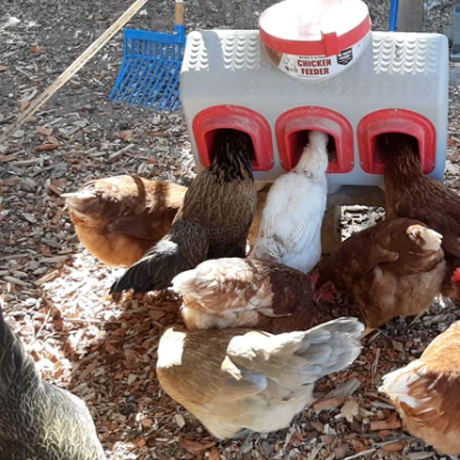 OverEZ Chicken Feeder - Holds 50 Pounds of Feed - Inside or Outside Hen Coop - Large Gravity Fed Automatic Poultry Dispenser - No Waste Rainproof