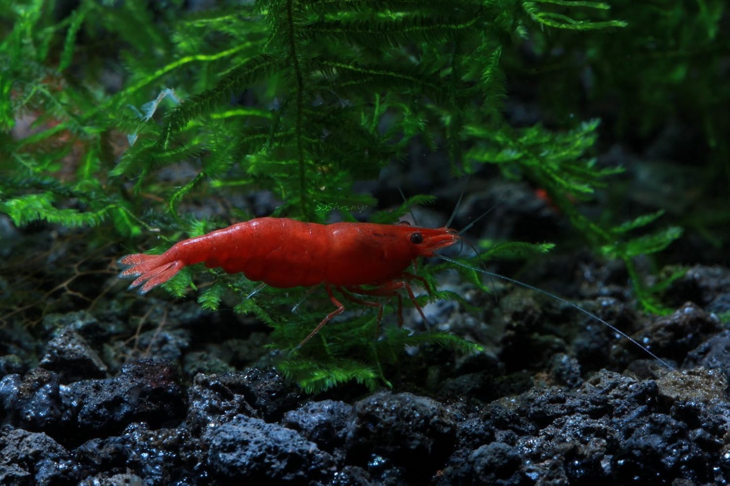 Live Freshwater Aquarium Shrimp - Neocaridina (Red Cherry, 5 Pack)