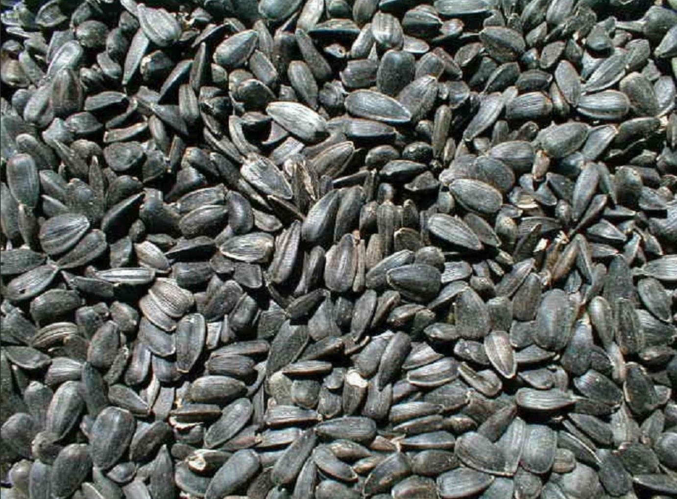 Ernst Grain & Livestock Black Oil Sunflower Seeds - Birdseed for Outside Feeders Wild Bird Food - Ideal Bird Seed for Cardinals