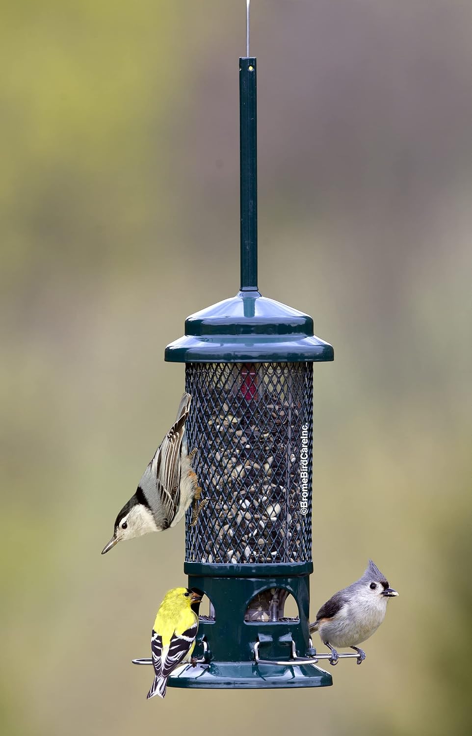 Squirrel Buster Standard Squirrel-proof Bird Feeder w/4 Metal Perches, 1.3-pound Seed Capacity, garden green | Four metal perches