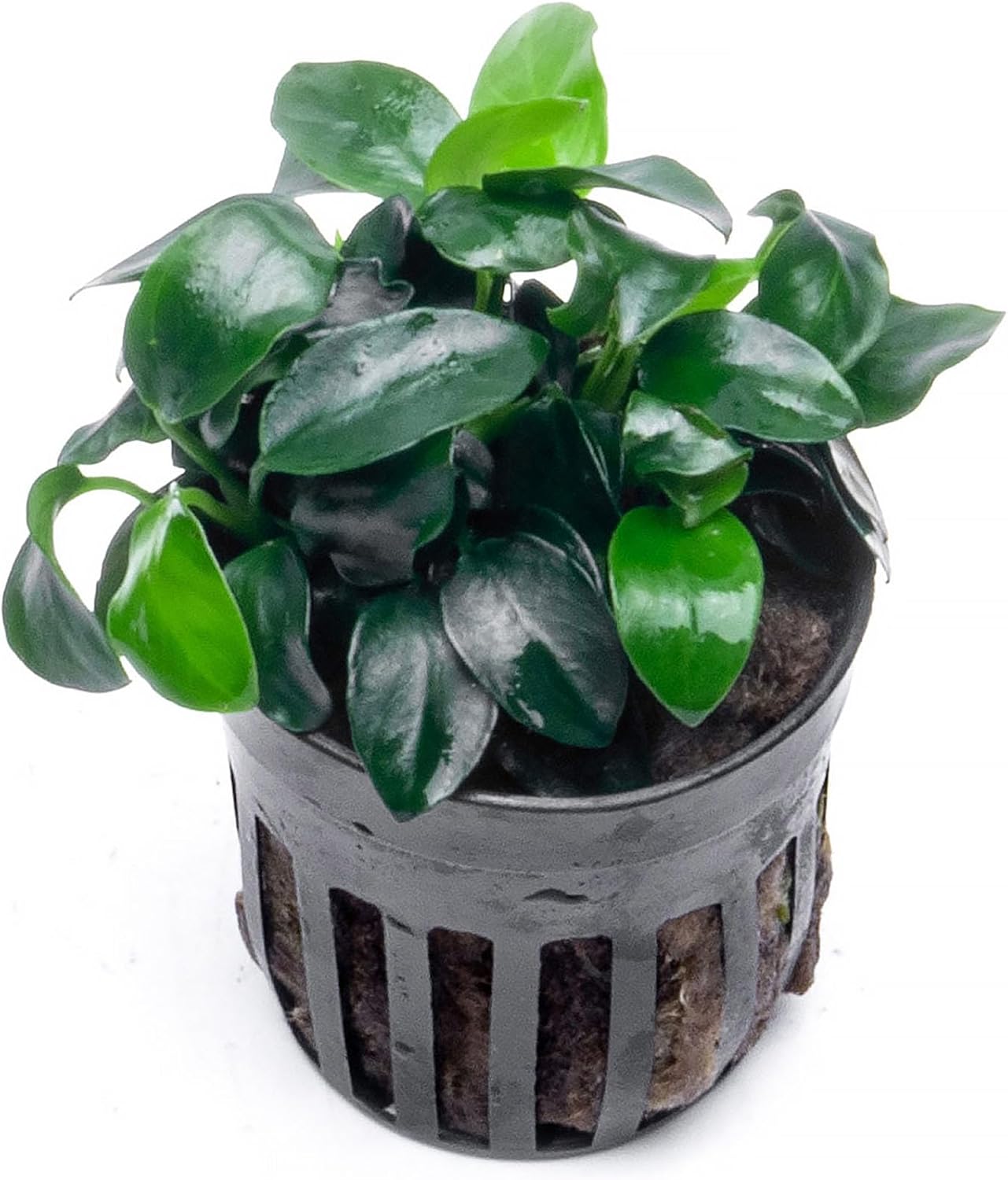 Anubias Nana Live Aquarium Plants - Potted Freshwater Plant for Fish Tanks, Terrariums - Beginner Friendly Low Light (1 Pot)