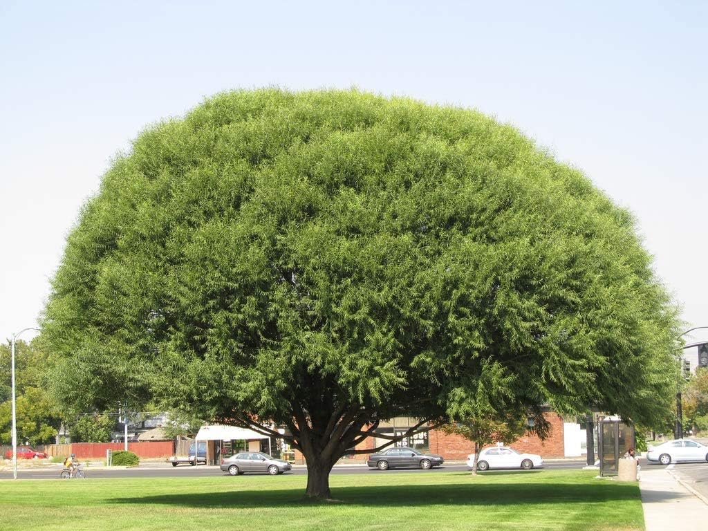 Four Globe Willow Tree Cuttings - Fast Growing Shade or Privacy - Get 4 Live Tree Plants - Globe Willow - Great for Bonsa