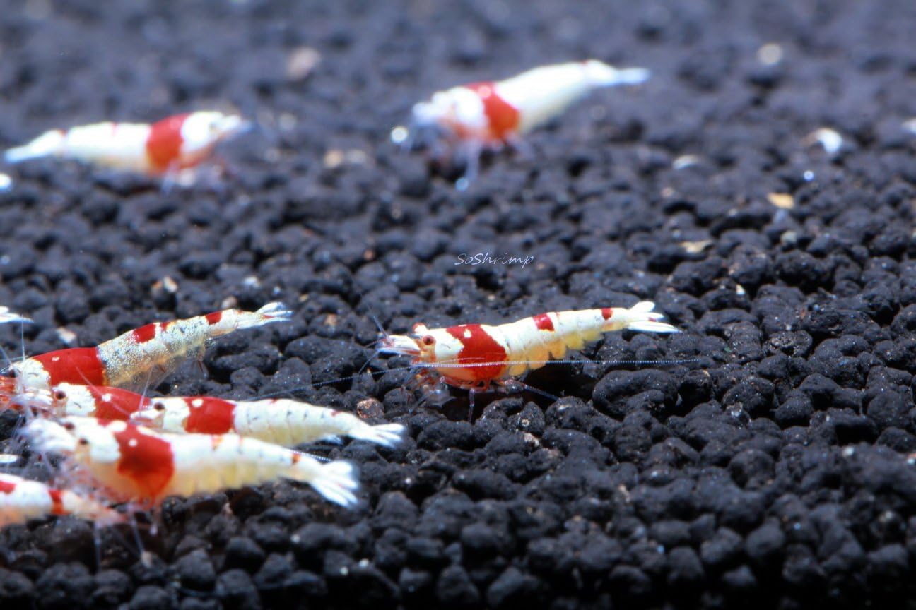 Crystal Red Shrimp SS Grade Live Freshwater Aquarium Shrimp - 1/4 to 1/2 inch Long (10 Shrimp)