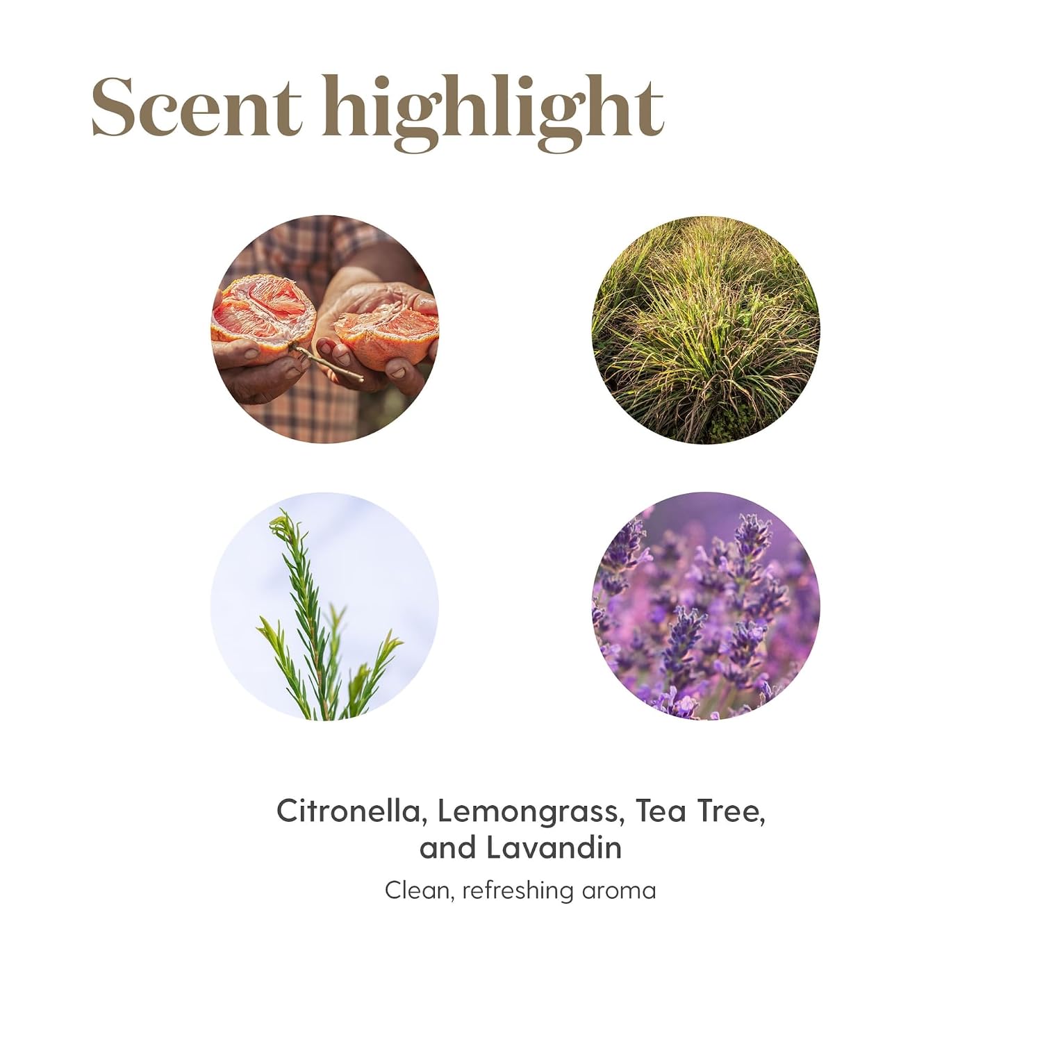 Purification Essential Oils 5ml by Young Living Essential Oils