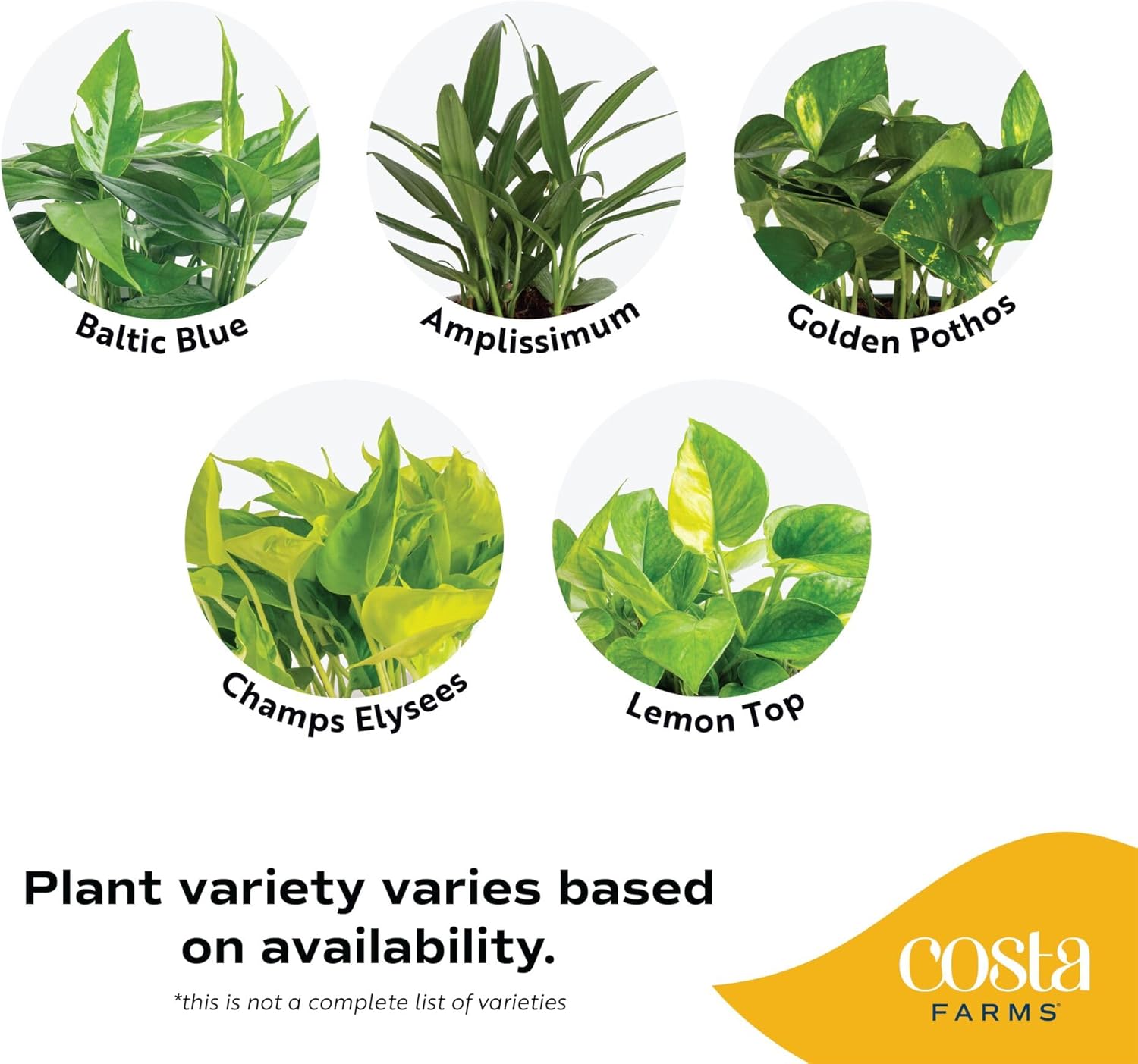 Costa Farms Golden Pothos, Live Indoor Plant, Trailing Vine, Air Purifying | Fast-growing trailing vine, one of the easiest to grow. Great indoor houseplant. Ideal housewarming or birthday gift.