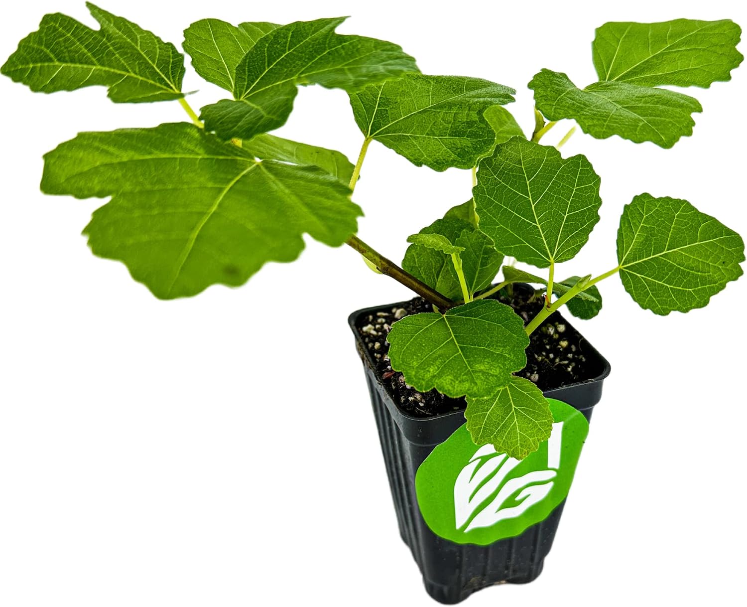 Beer's Black Fig Tree (Dwarf Habit) Live Plant - Ficus carica 'Beer's Black' - Wellspring Gardens - Cold-Hardy Fig, Dwarf Fig Tree, Compact Fig Plant - Fruit Bearing Starter Tree