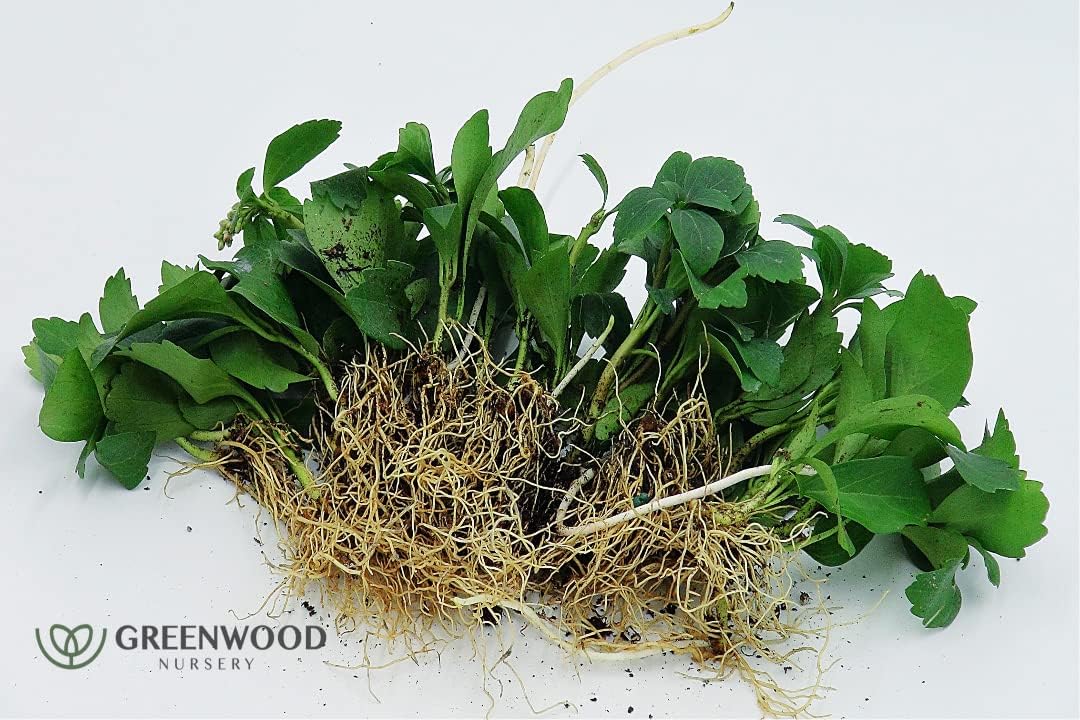 Live Ground-Cover Plants - Pachysandra Terminalis + Japanese Spurge - [Qty: 25 Bare Roots] - (Click for Other Available Plants/Quantities)