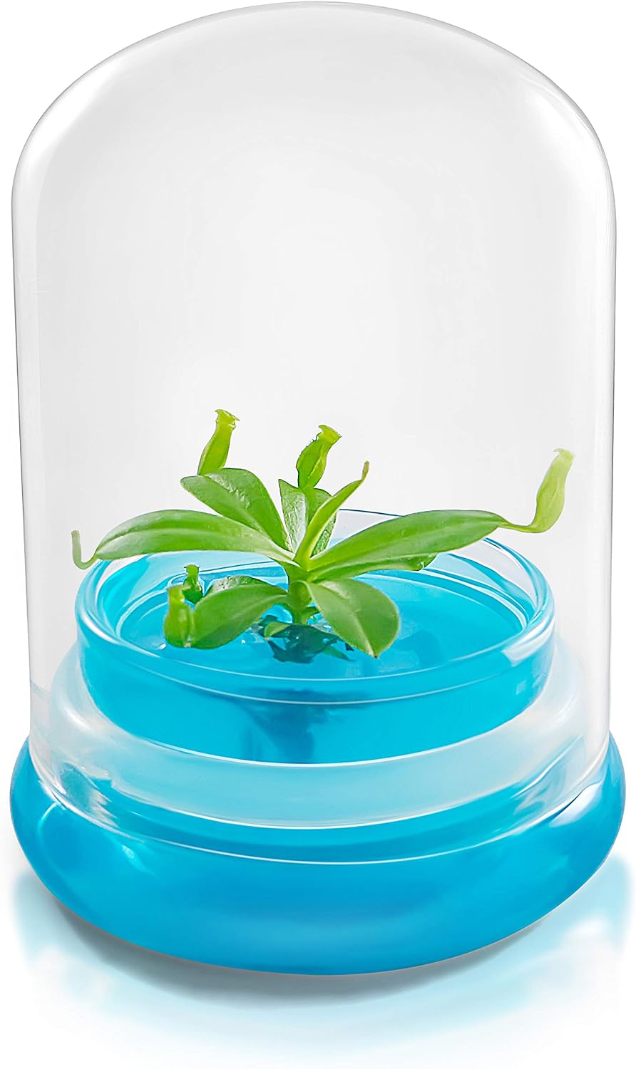 Bloomify Pitcher Plant – Live Nepenthes Tobaica – Zero Care Carnivore Plants Terrarium - Self-Sustaining Pitcher Plant Ecosystem – Great Gift