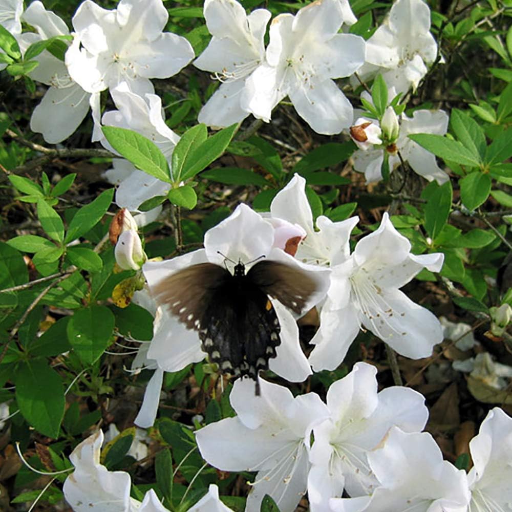 PERFECT PLANTS GG Gerbing Azalea Live Plant, 3 Gallon, Includes Care Guide