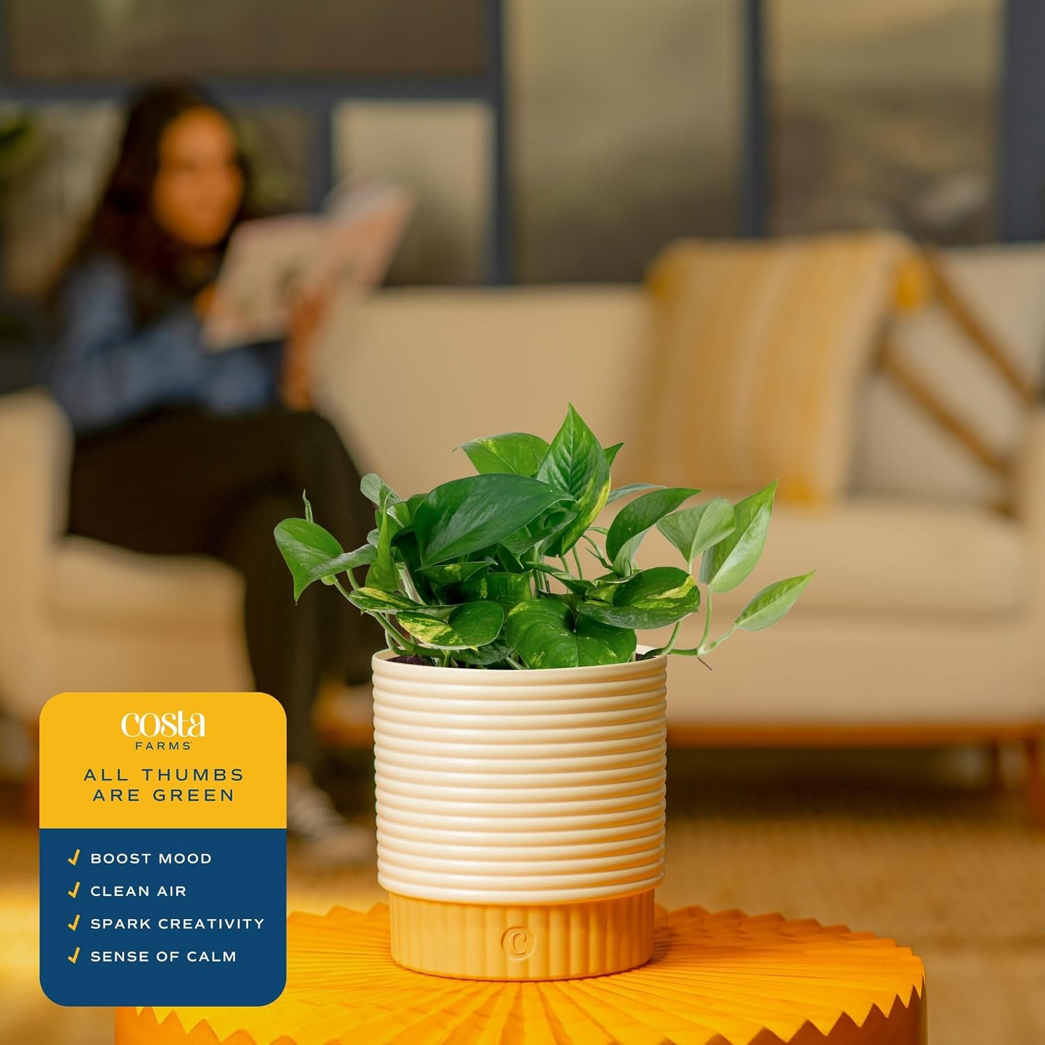 Costa Farms Golden Pothos, Live Indoor Plant, Trailing Vine, Air Purifying | Fast-growing trailing vine, one of the easiest to grow. Great indoor houseplant. Ideal housewarming or birthday gift.