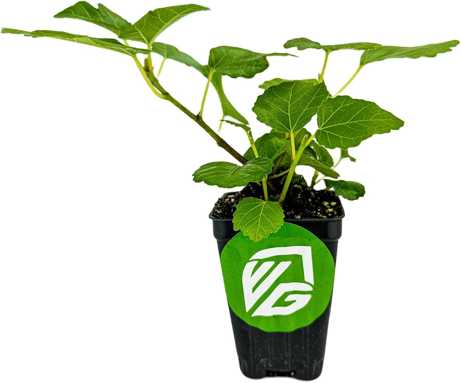 Beer's Black Fig Tree (Dwarf Habit) Live Plant - Ficus carica 'Beer's Black' - Wellspring Gardens - Cold-Hardy Fig, Dwarf Fig Tree, Compact Fig Plant - Fruit Bearing Starter Tree
