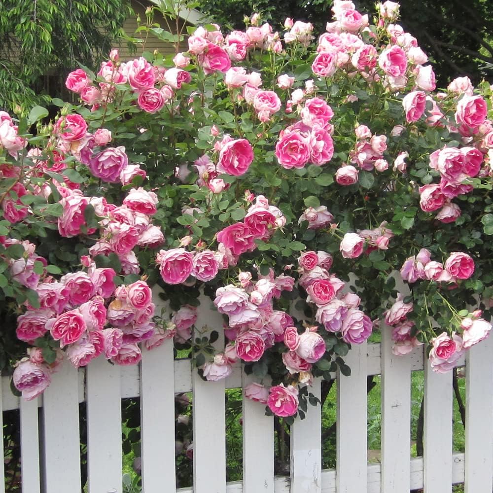 Heirloom Landscape Roses, Live Own Root Plant, Carefree Wonder™