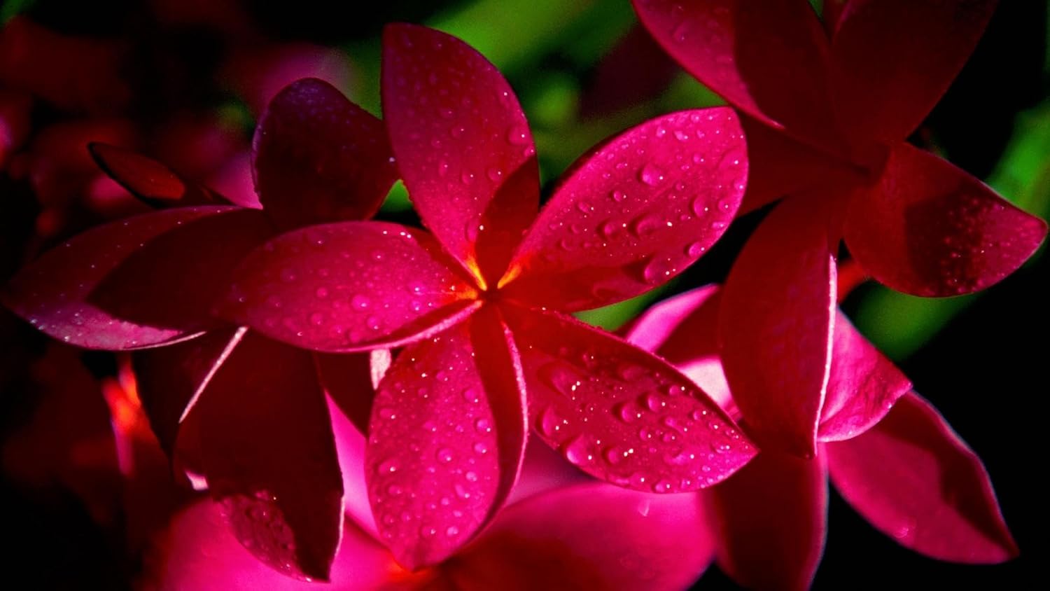 Red Plumeria Frangipani Plant Cutting Hawaii Cx8