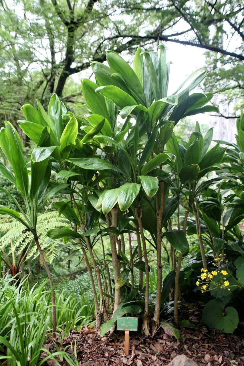 HAWAIIAN GREEN TI LEAF PLANT 2 LOGS ~ GROW HAWAII