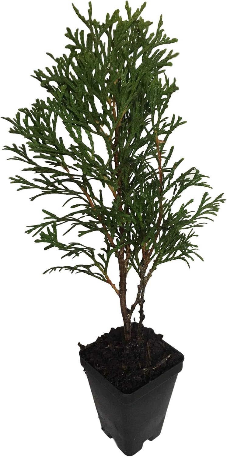 3 Emerald Green Arborvitae in 2.5 inch pots (one Plant per Pot, 3 pots)