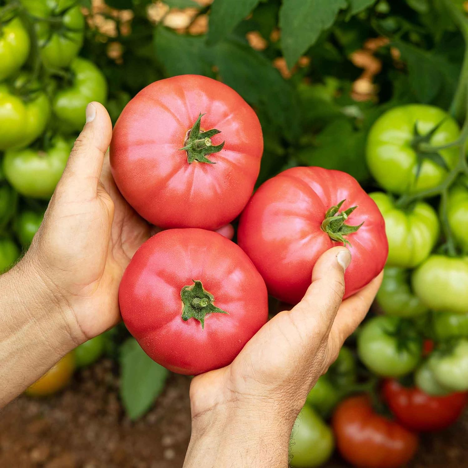 Eden Brothers Tomato Seeds - Persimmon Non-GMO Seeds for Planting, 1 oz | Low-Maintenance Vegetable Seeds, Plant During Warm Season, Zones 10, 3, 4, 5, 6, 7, 8, 9