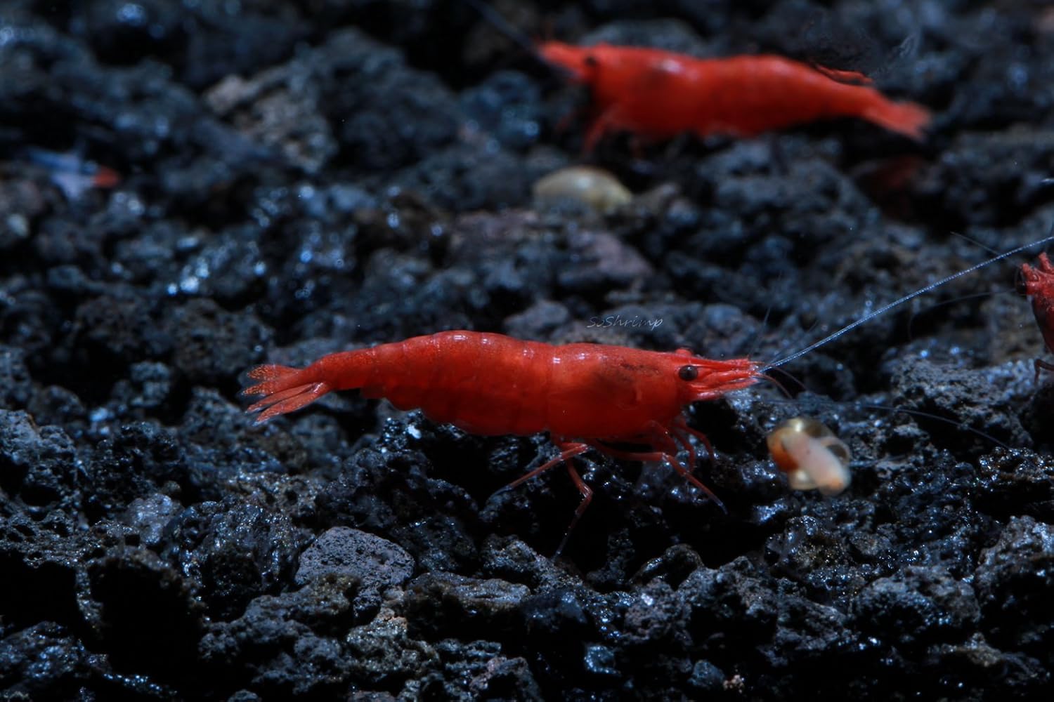 Live Freshwater Aquarium Shrimp - Neocaridina (Red Cherry, 5 Pack)