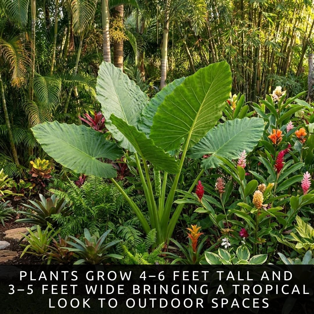 Giant Elephant Ear (3 Bulbs) Colocasia Esculenta - Beautiful Bulbs,tropical