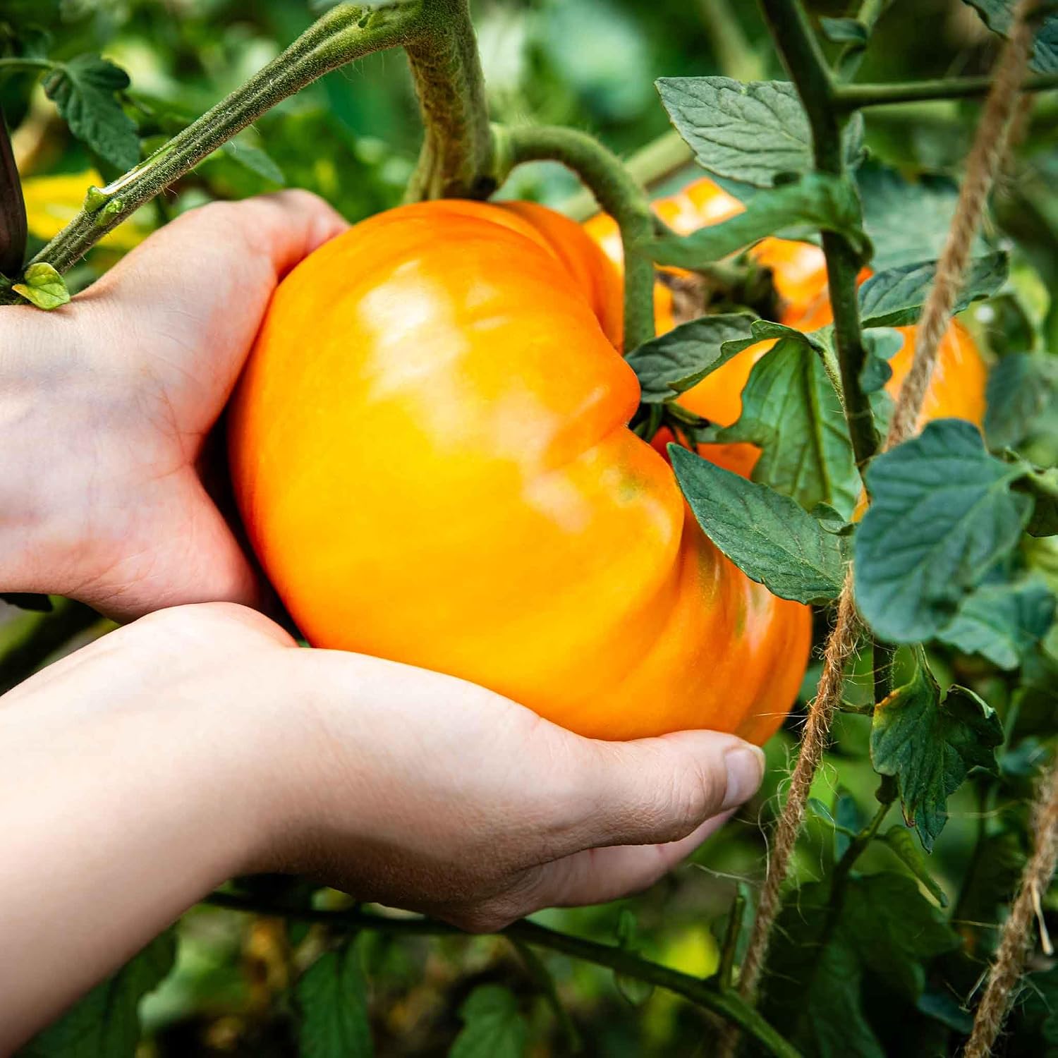 Eden Brothers Tomato Seeds - Persimmon Non-GMO Seeds for Planting, 1 oz | Low-Maintenance Vegetable Seeds, Plant During Warm Season, Zones 10, 3, 4, 5, 6, 7, 8, 9