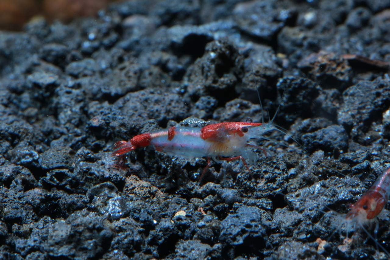 Live Freshwater Aquarium Shrimp - Neocaridina (Red Cherry, 5 Pack)