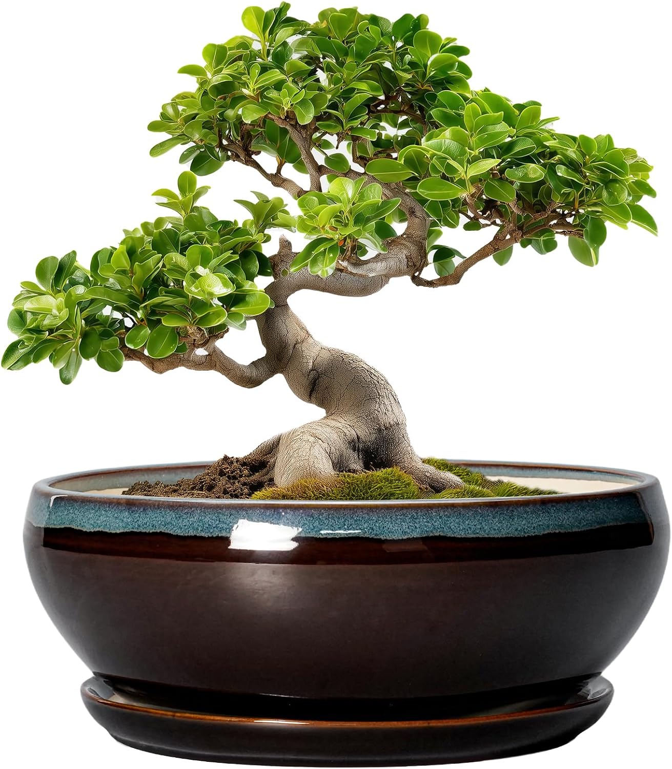 SQOWL 7 Inch Round Ceramic Succulent Planter Pot Drip Glazed Shallow Planter with Drainage Bamboo Tray for Indoor Plants