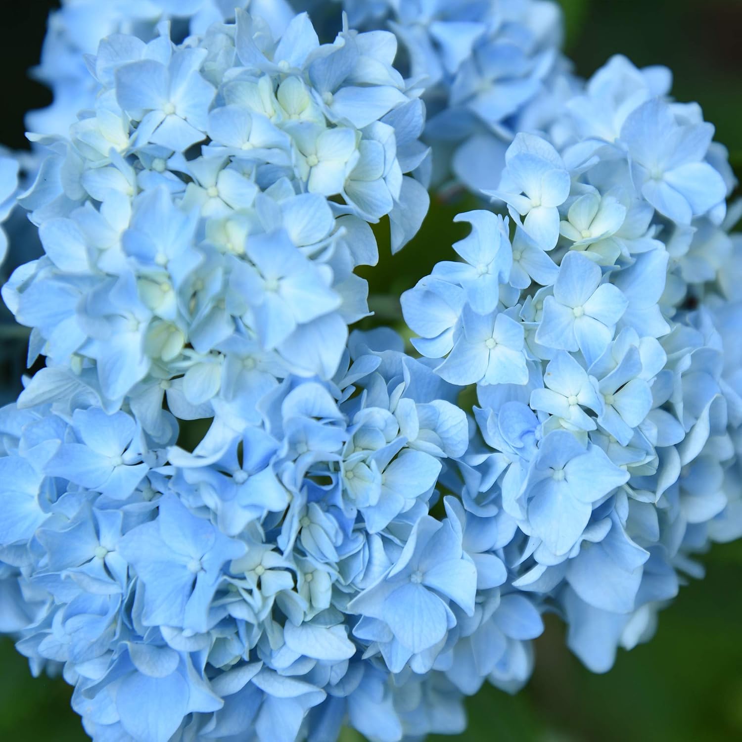 Perfect Plants Penny Mac Hydrangea, 3 Gallon, Flowering Shrub
