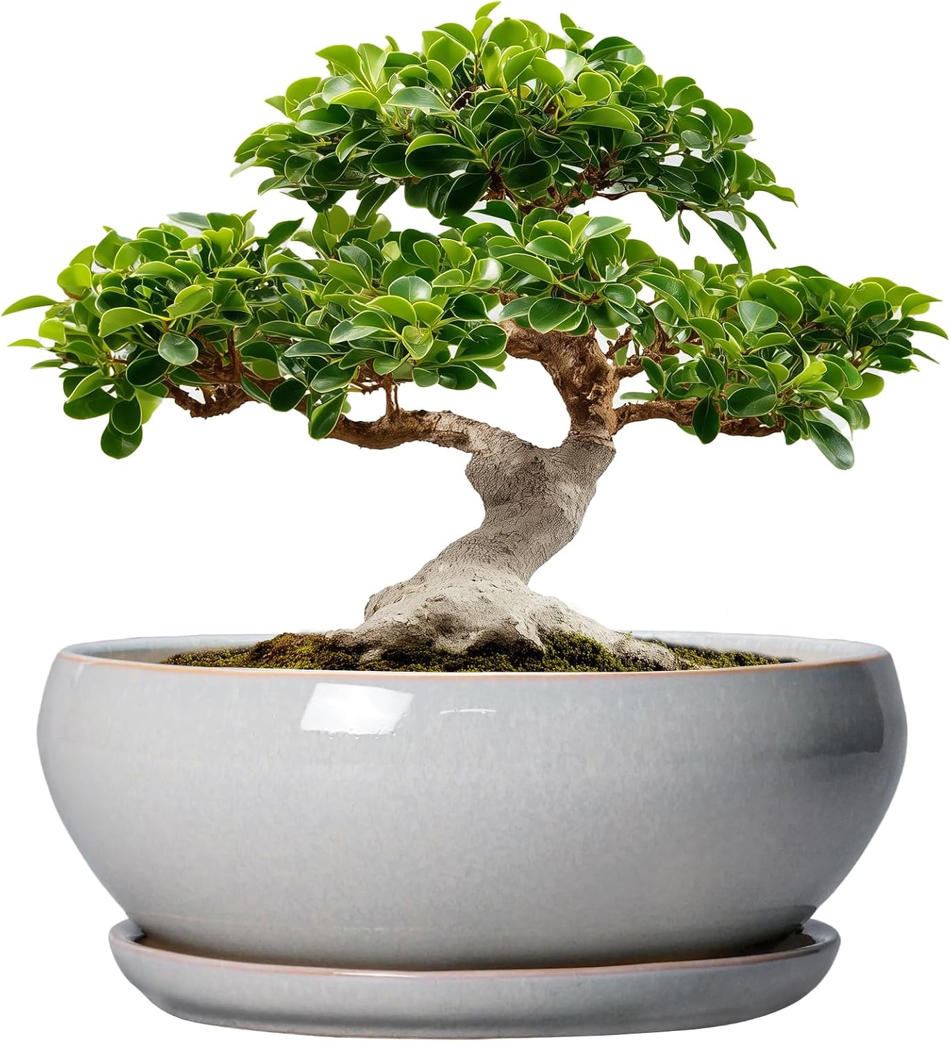 SQOWL 7 Inch Round Ceramic Succulent Planter Pot Drip Glazed Shallow Planter with Drainage Bamboo Tray for Indoor Plants