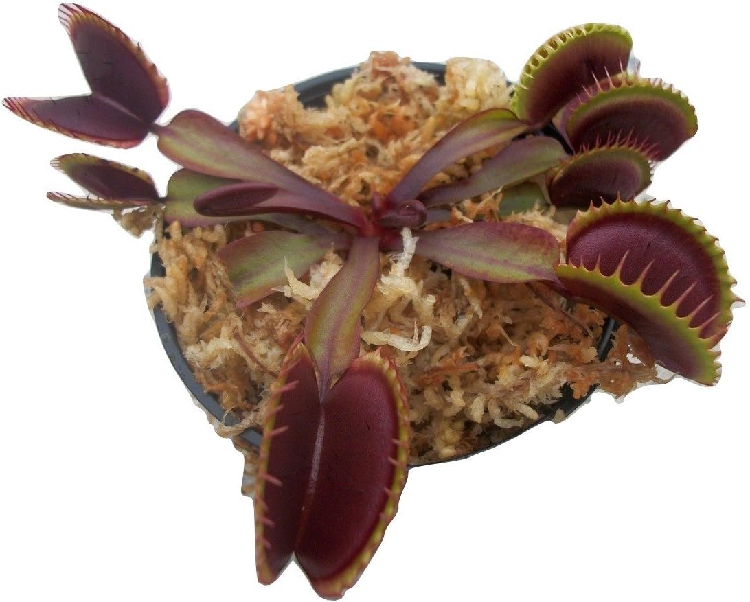 Adult Sized FTS Maroon Monster Venus Flytrap - Fly Trap - (Dionaea Muscipula) Carnivorous Plant 3 inch Pot