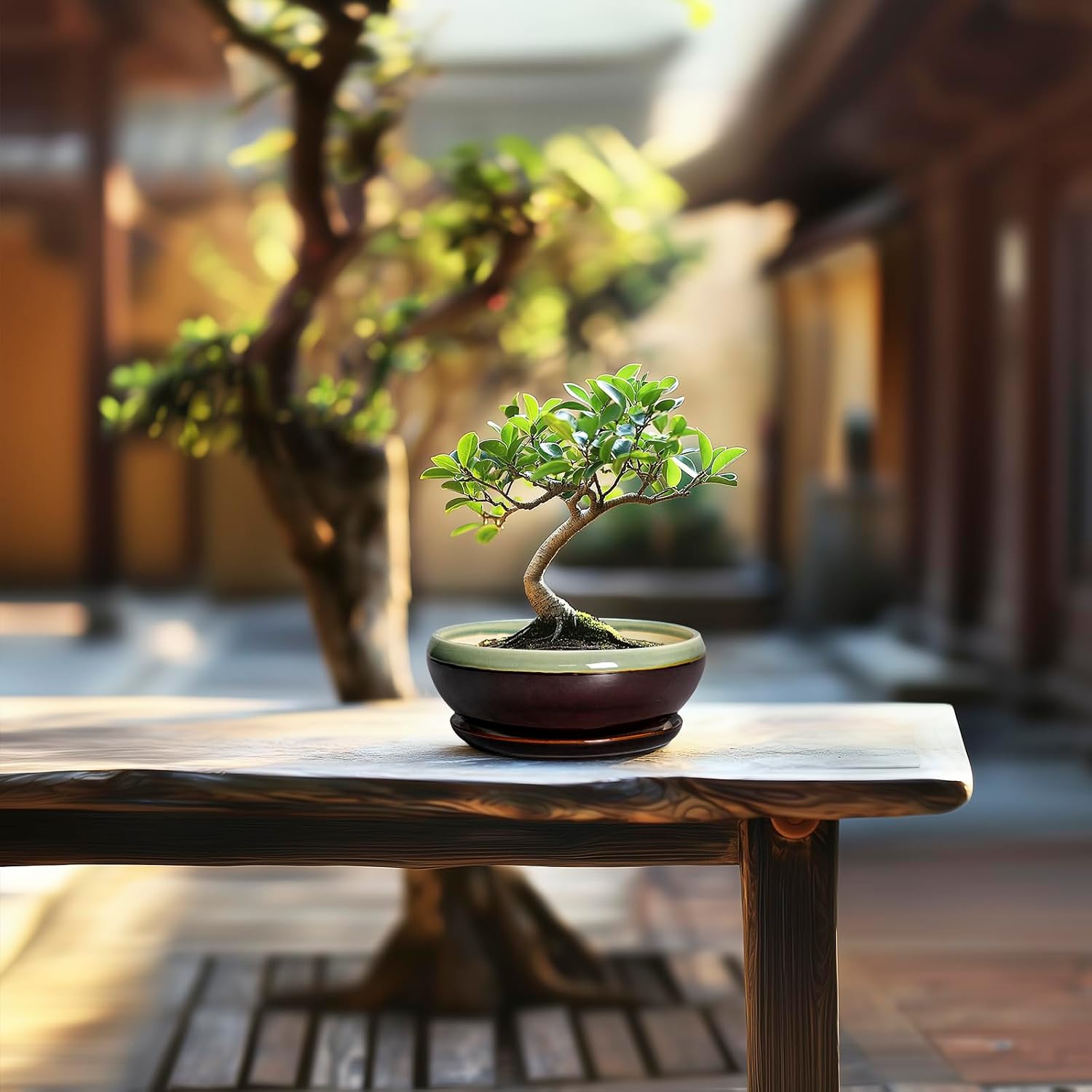 SQOWL 7 Inch Round Ceramic Succulent Planter Pot Drip Glazed Shallow Planter with Drainage Bamboo Tray for Indoor Plants