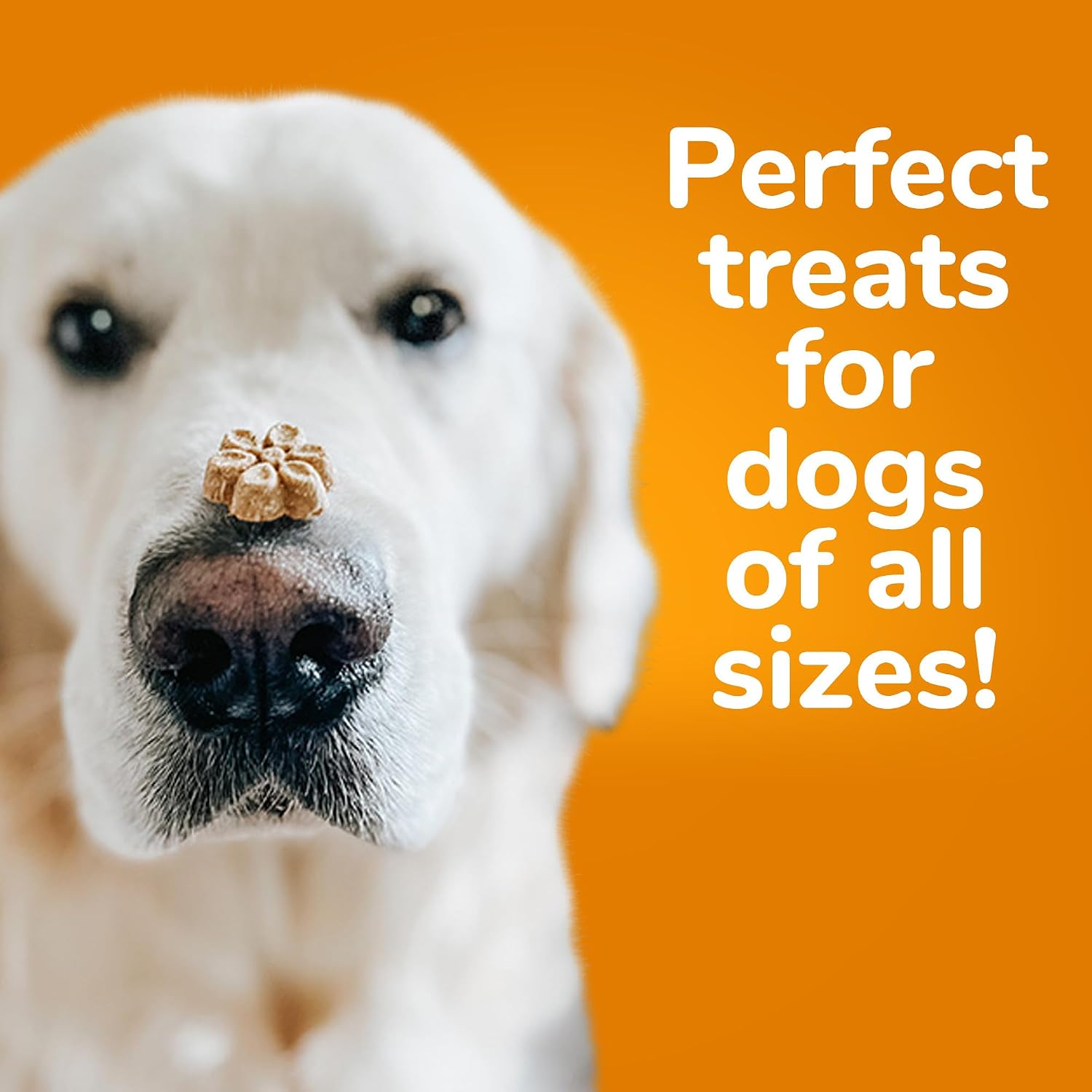 Fruitables Baked Dog Treats, Low Calorie Treats, Pumpkin & Banana, 7oz | Healthy Dog Treats, Training Treats, Crunchy Dog Biscuits, Limited Ingredient Recipe, Healthy Puppy Snacks, Made in USA