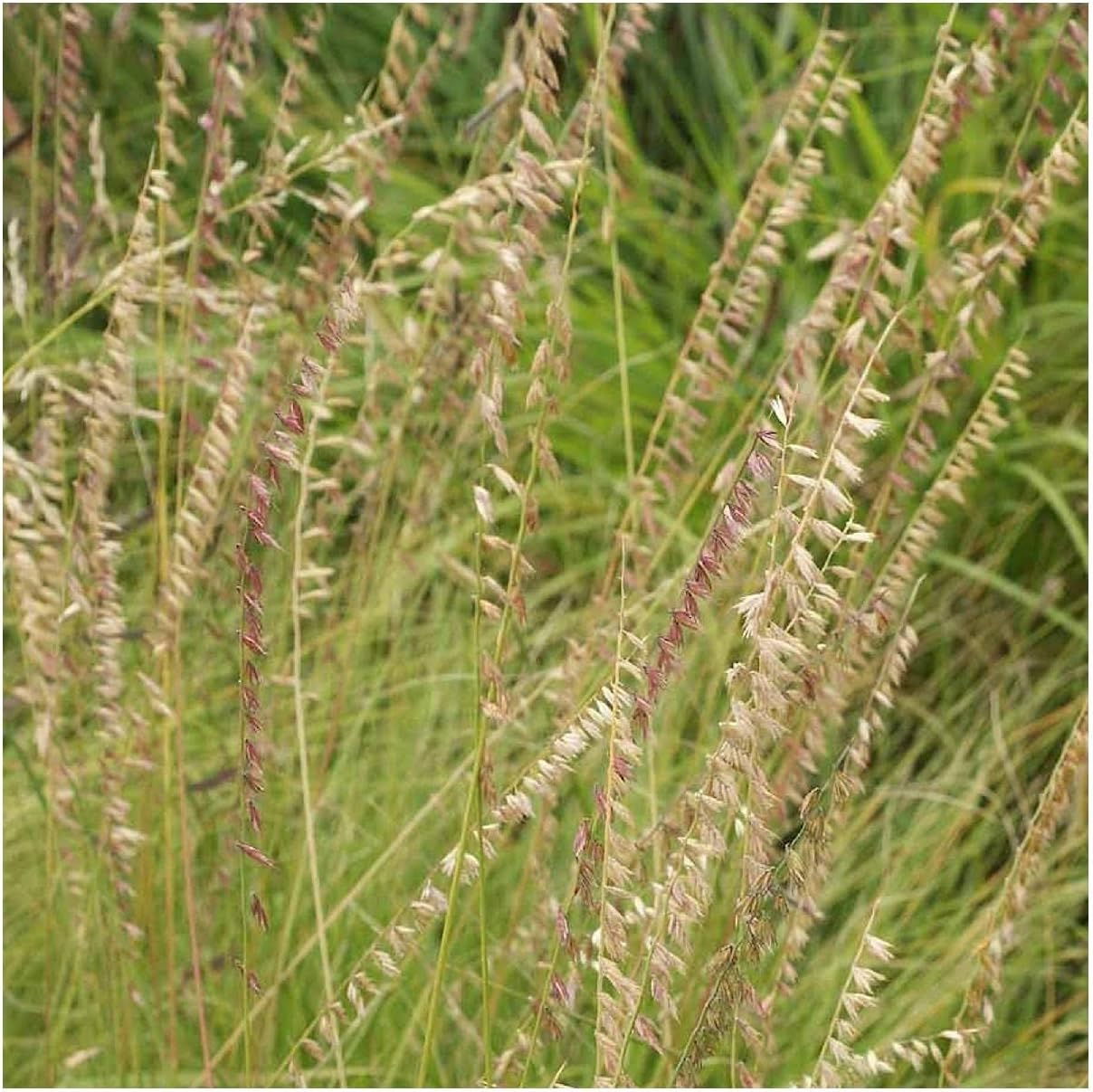1 Lb Side-Oats Grama Native Grass Seeds - Gold Vault