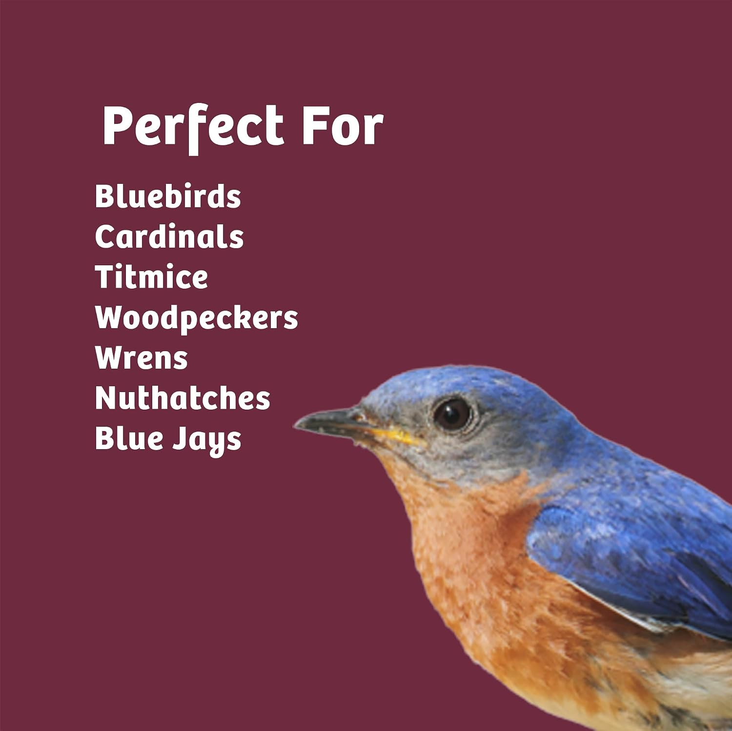 Birds Choice Bugs 'N Nuts Seed Cake | Wild Bird Food with Insects & Fruit | High-Energy Mix of Sunflower Chips, Peanuts