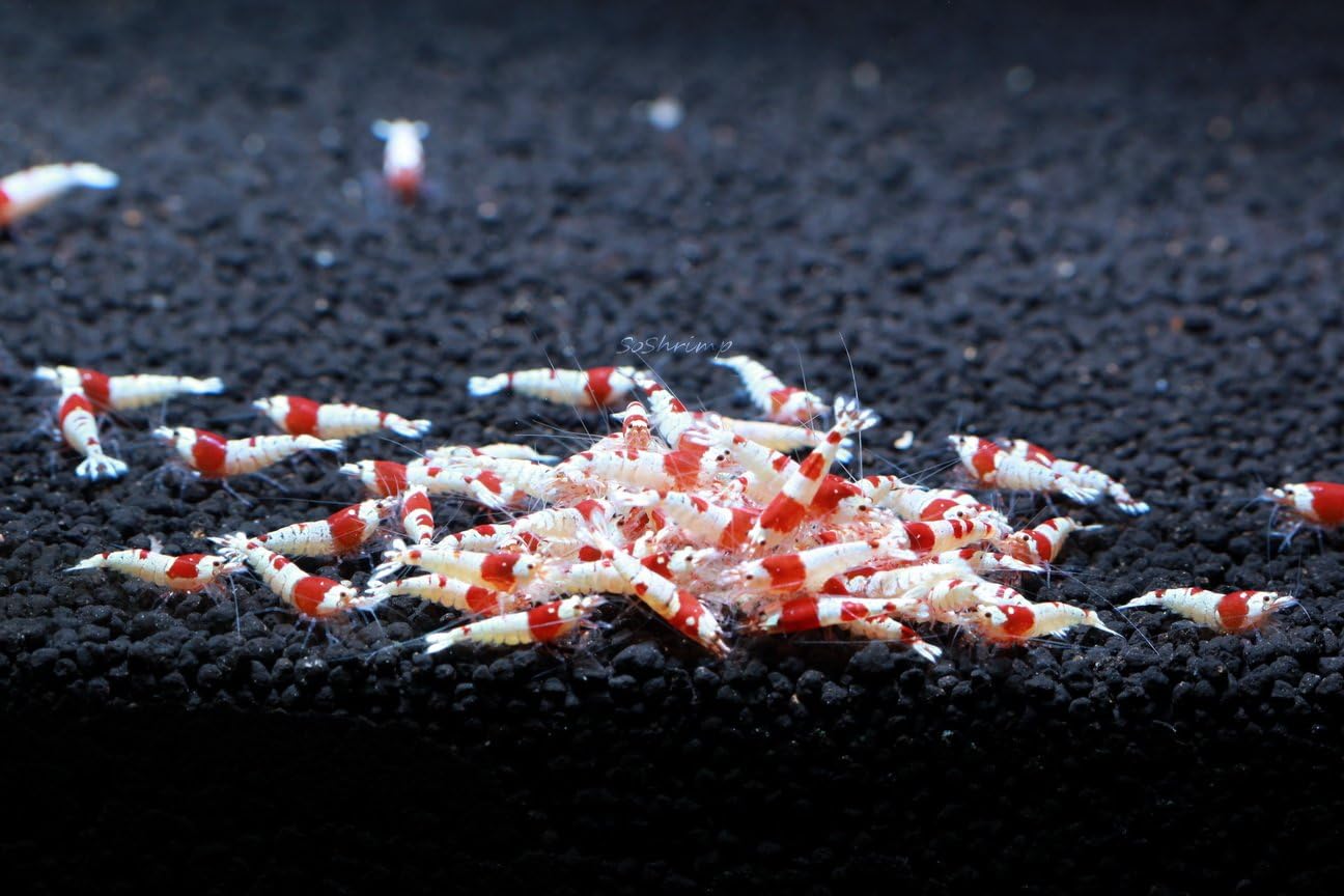 Crystal Red Shrimp SS Grade Live Freshwater Aquarium Shrimp - 1/4 to 1/2 inch Long (10 Shrimp)