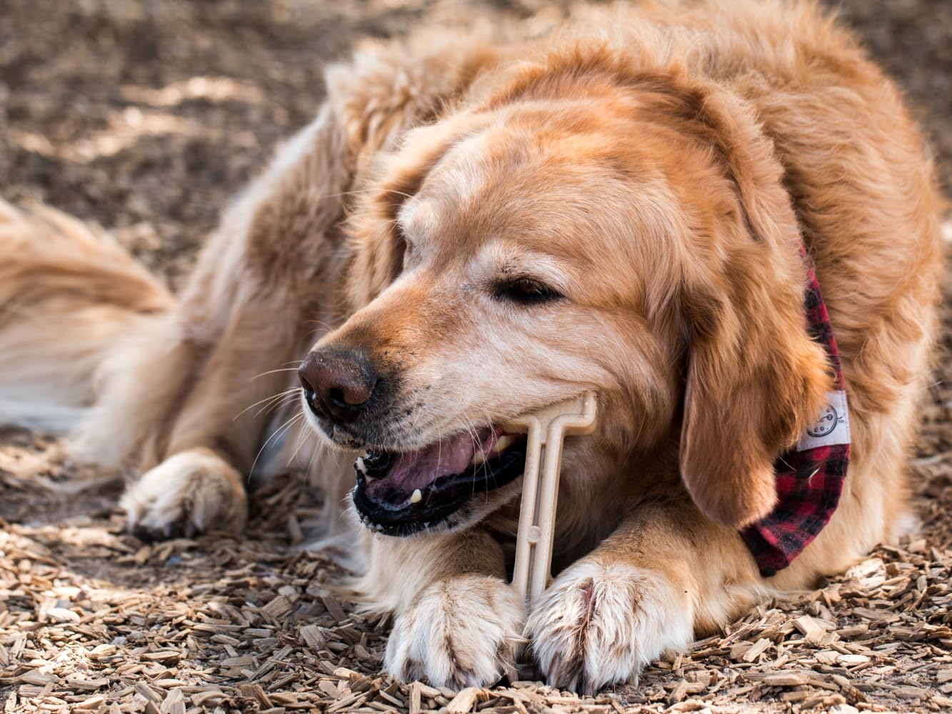 Bullibone Nylon Dog Chew Toy for Aggressive Chewers - Dental Hygiene Bone with Beef Flavor, Durable Tough Chew Toys for Small Dogs, Indestructible Dog Bone - 3 Pack