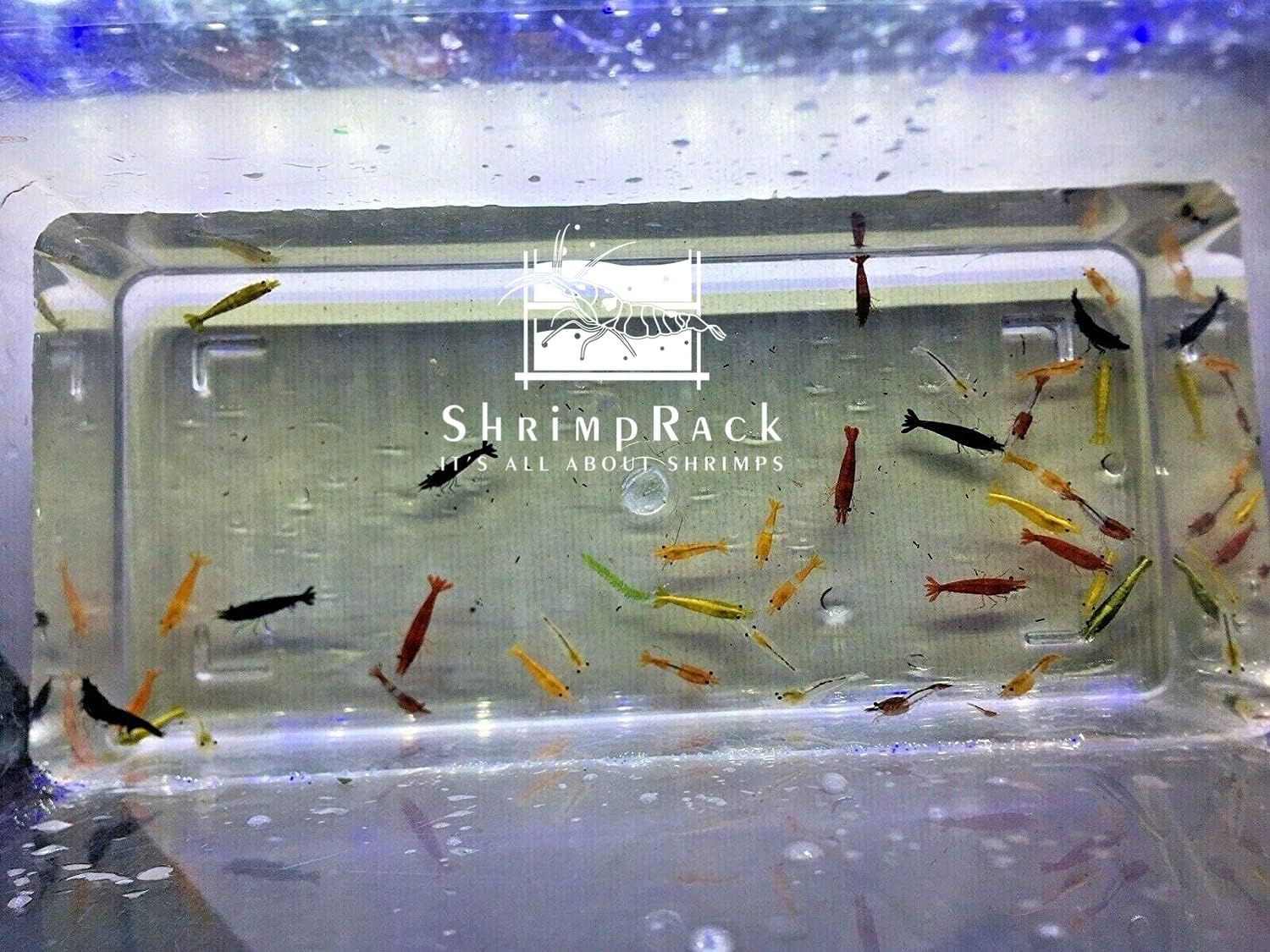 ShrimpRack™ 20 Mixed Color Neocaridina Shrimp Live Freshwater Aquarium Shrimps Beeding Age Young Adults 1/2-1 inch Long. Live Arrival Guarantee.