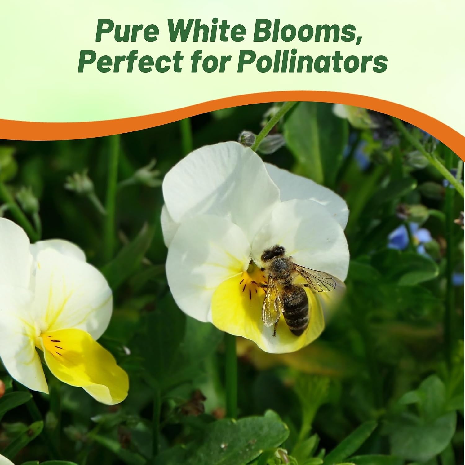 Outsidepride White Perfection Viola Pansy Seeds for Planting - 1000 Pcs. Perennial, Cold-Hardy & Pollinator Friendly Flowers with Fragrant Blooms for Garden Beds, Borders & Container Displays