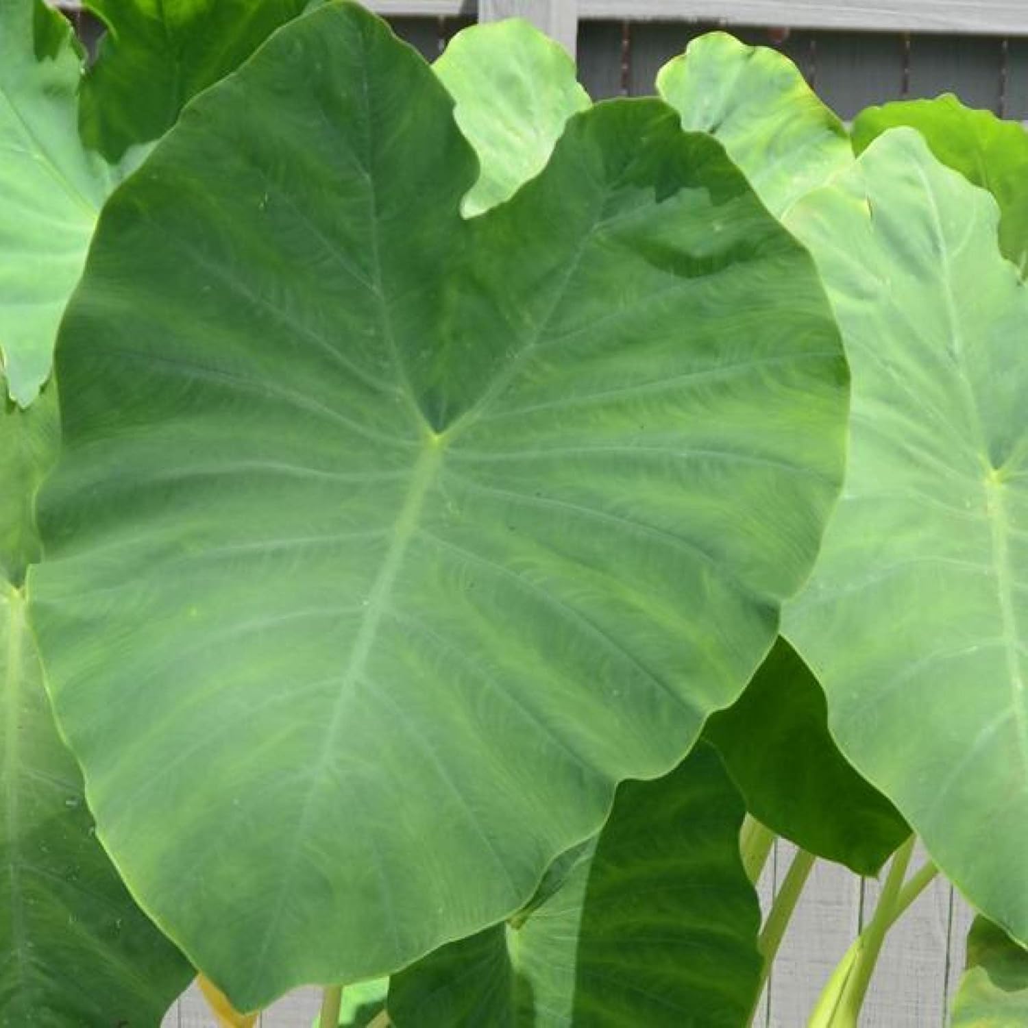 ‘Black Magic’ Taro, a Great Live Pond Plant for Your Water Garden. Filters The koi and Goldfish Pond. Good for Bogs