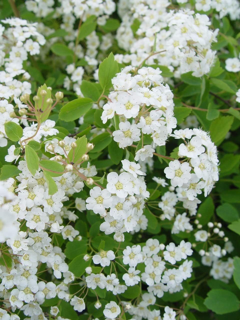 Proven Winners - Spiraea jap. Double Play Gold (Spirea) Shrub, , #3 - Size Container