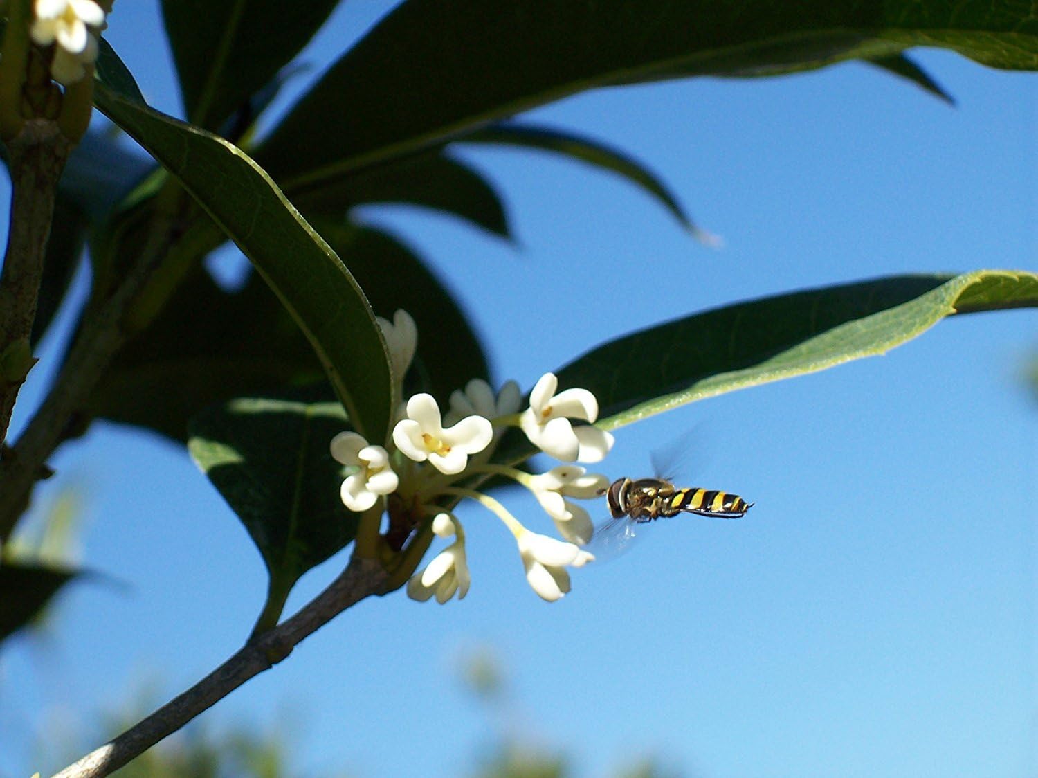 Perfect Plants Tea Olive Live Plant, 1 Gallon, Fragrant Osmanthus | Sweetly scented blooms perfume the whole yard, zones 8-11, glossy evergreen for privacy hedges, draws hummingbirds