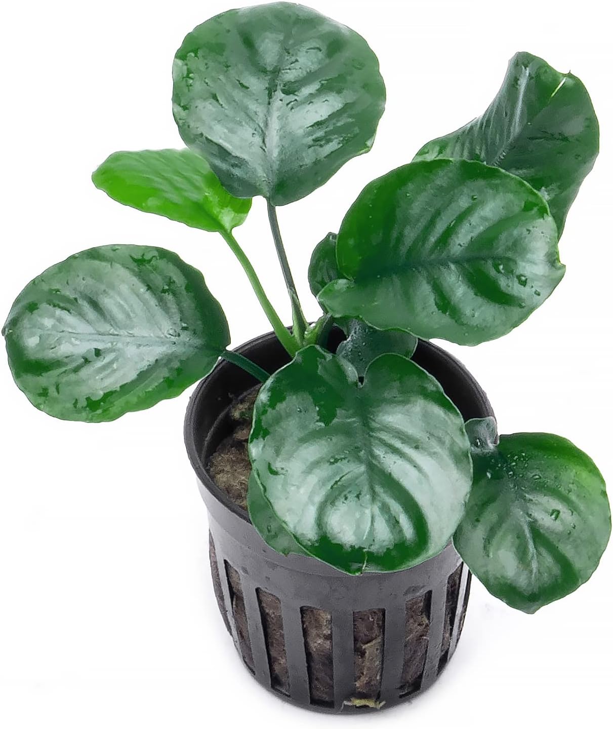 Anubias Nana Live Aquarium Plants - Potted Freshwater Plant for Fish Tanks, Terrariums - Beginner Friendly Low Light (1 Pot)