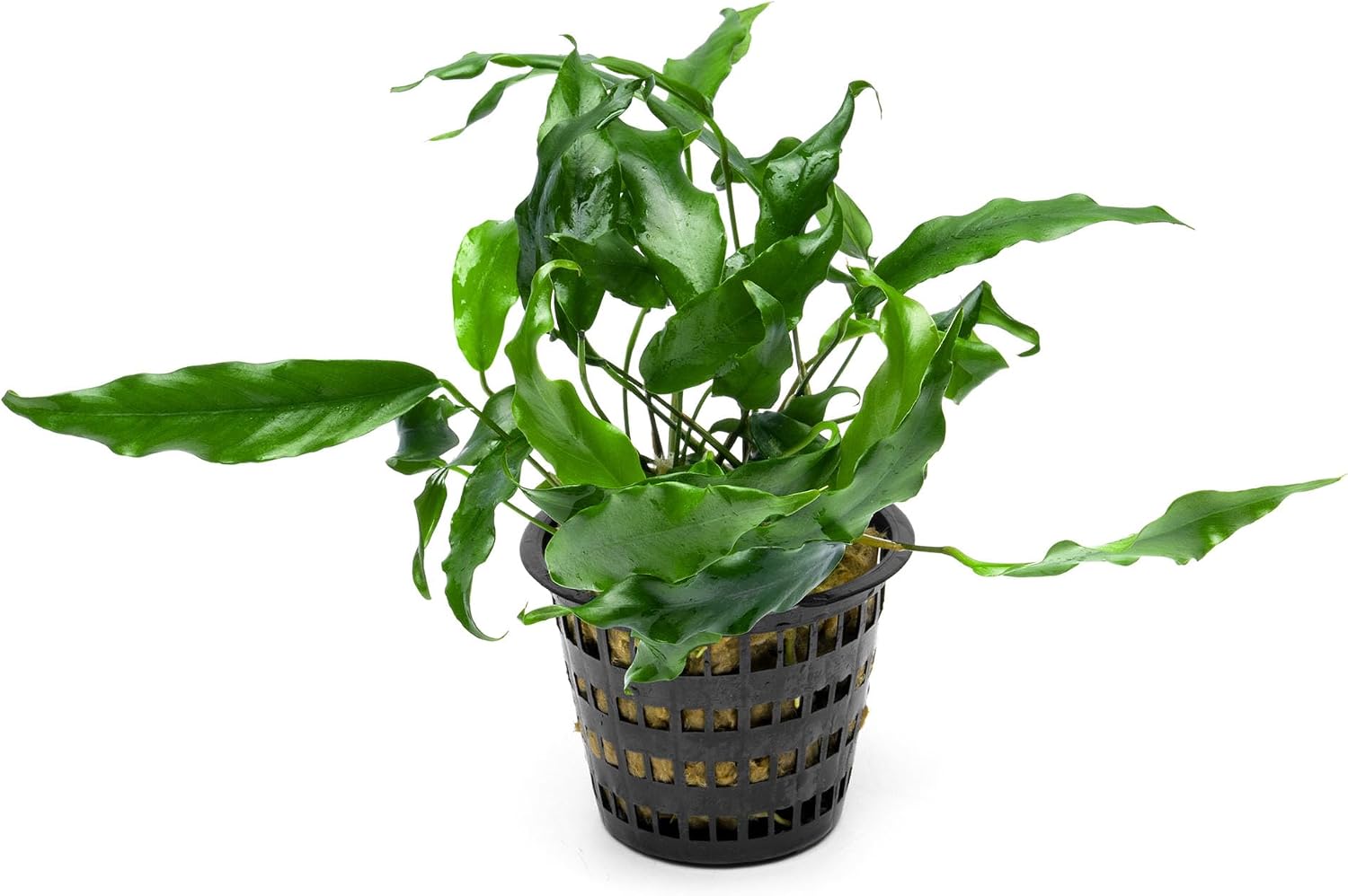 Anubias Nana Live Aquarium Plants - Potted Freshwater Plant for Fish Tanks, Terrariums - Beginner Friendly Low Light (1 Pot)