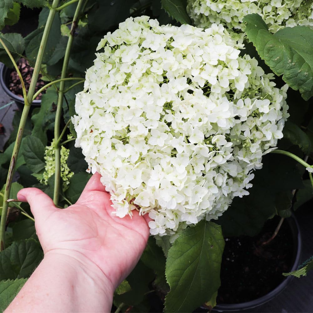 Brighter Blooms Annabelle Hydrangea Shrub, 1 Quart | No Shipping to AK, AZ, HI