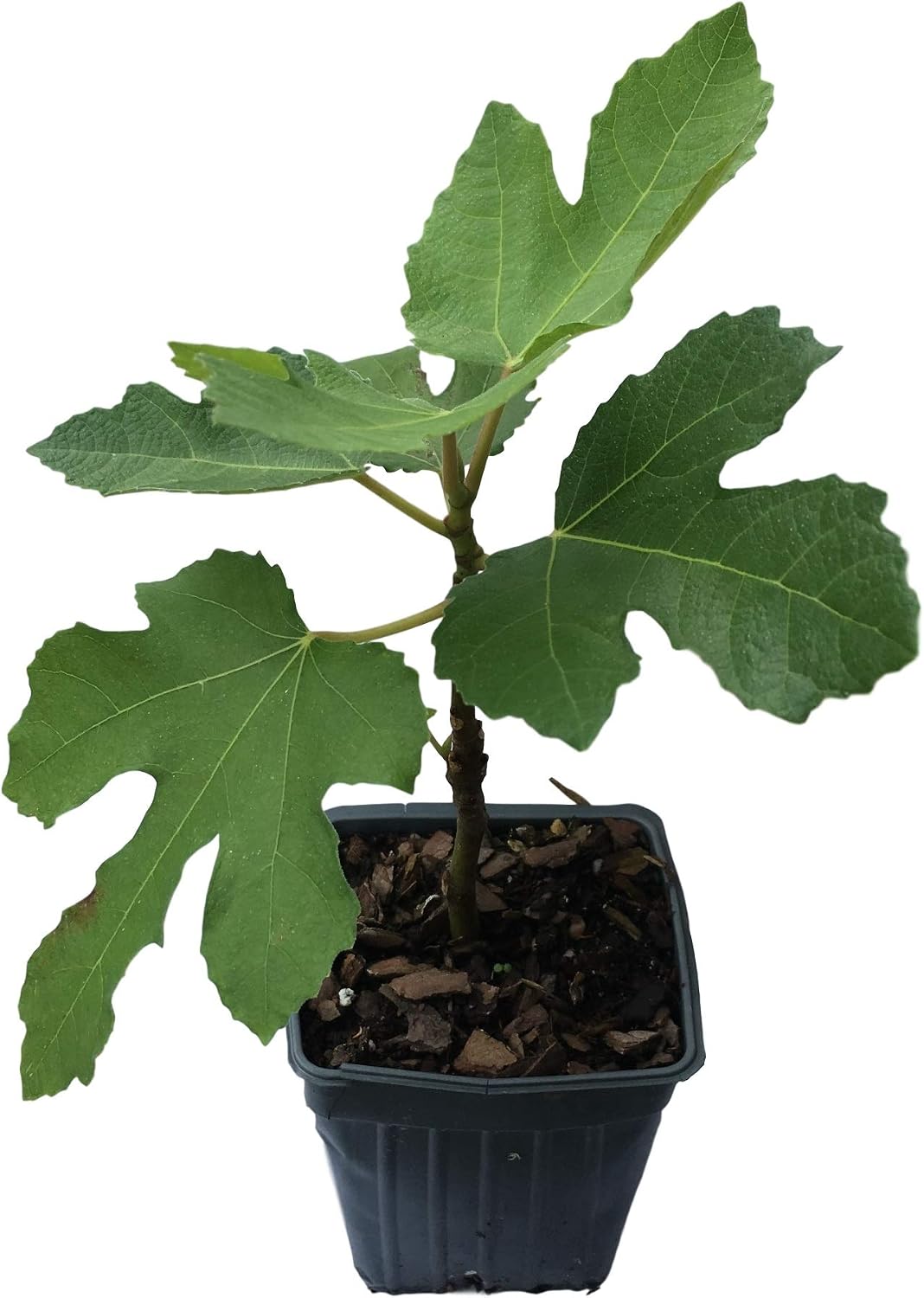 2 Brown Turkey Fig Plants in 4 Inch Containers, Well Rooted and Sturdy! Tennessee Grown