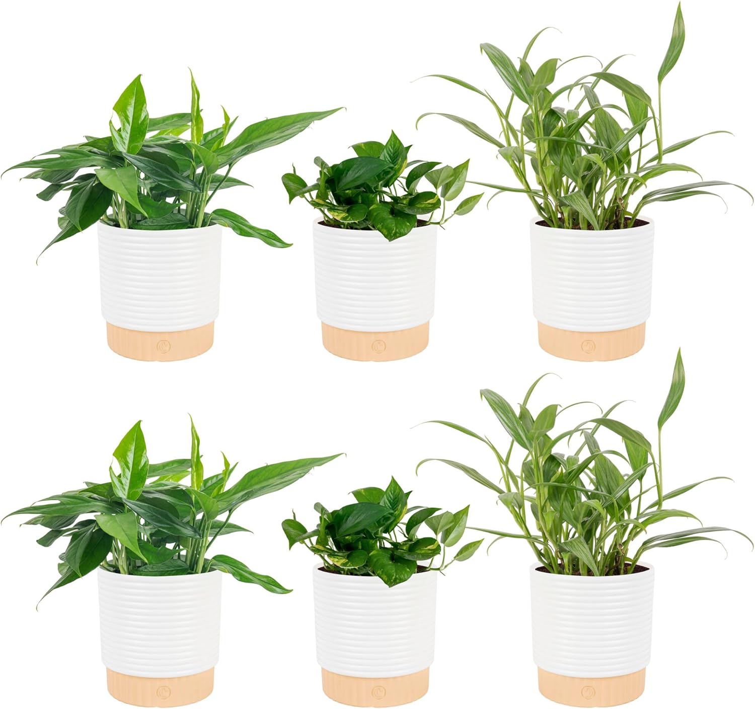 Costa Farms Golden Pothos, Live Indoor Plant, Trailing Vine, Air Purifying | Fast-growing trailing vine, one of the easiest to grow. Great indoor houseplant. Ideal housewarming or birthday gift.