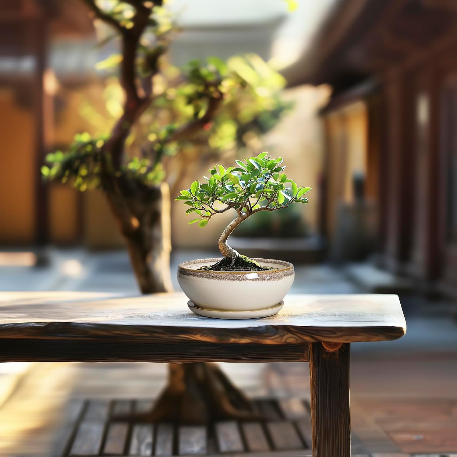 SQOWL 7 Inch Round Ceramic Succulent Planter Pot Drip Glazed Shallow Planter with Drainage Bamboo Tray for Indoor Plants