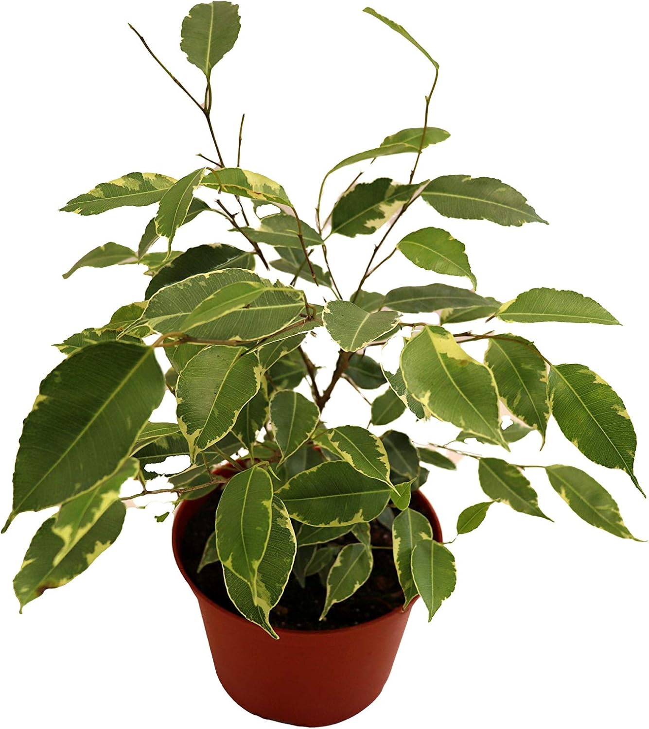 Weeping Fig Tree - Ficus Benjamina Variegated - 4'' from California Tropicals