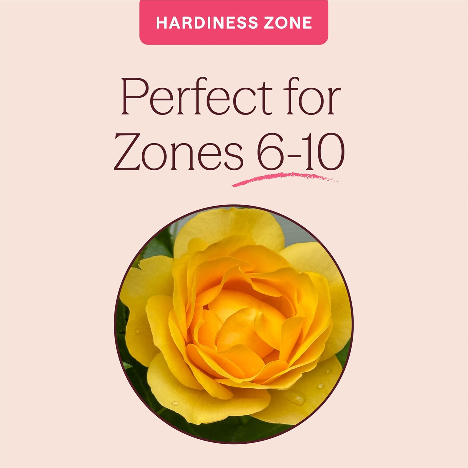 Heirloom Floribunda Roses, Live Own Root Plant, Julia Child™ | Moderately Fragrant, Hardiness Zones: 6-10, Continual Blooming,For Outdoor Gardens, Planters, and Pots