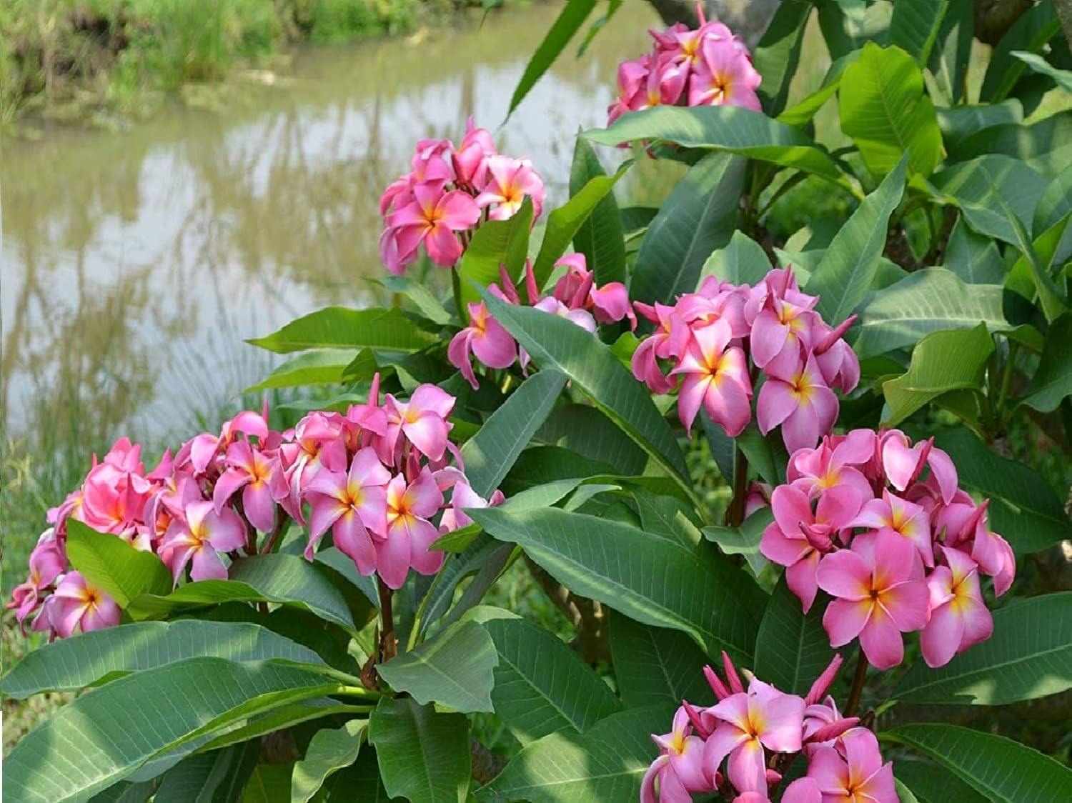 Hawaiian Frangipani Plumeria Tree Plant Cuttings 4Pk H5 Discount Hawaiian Gifts
