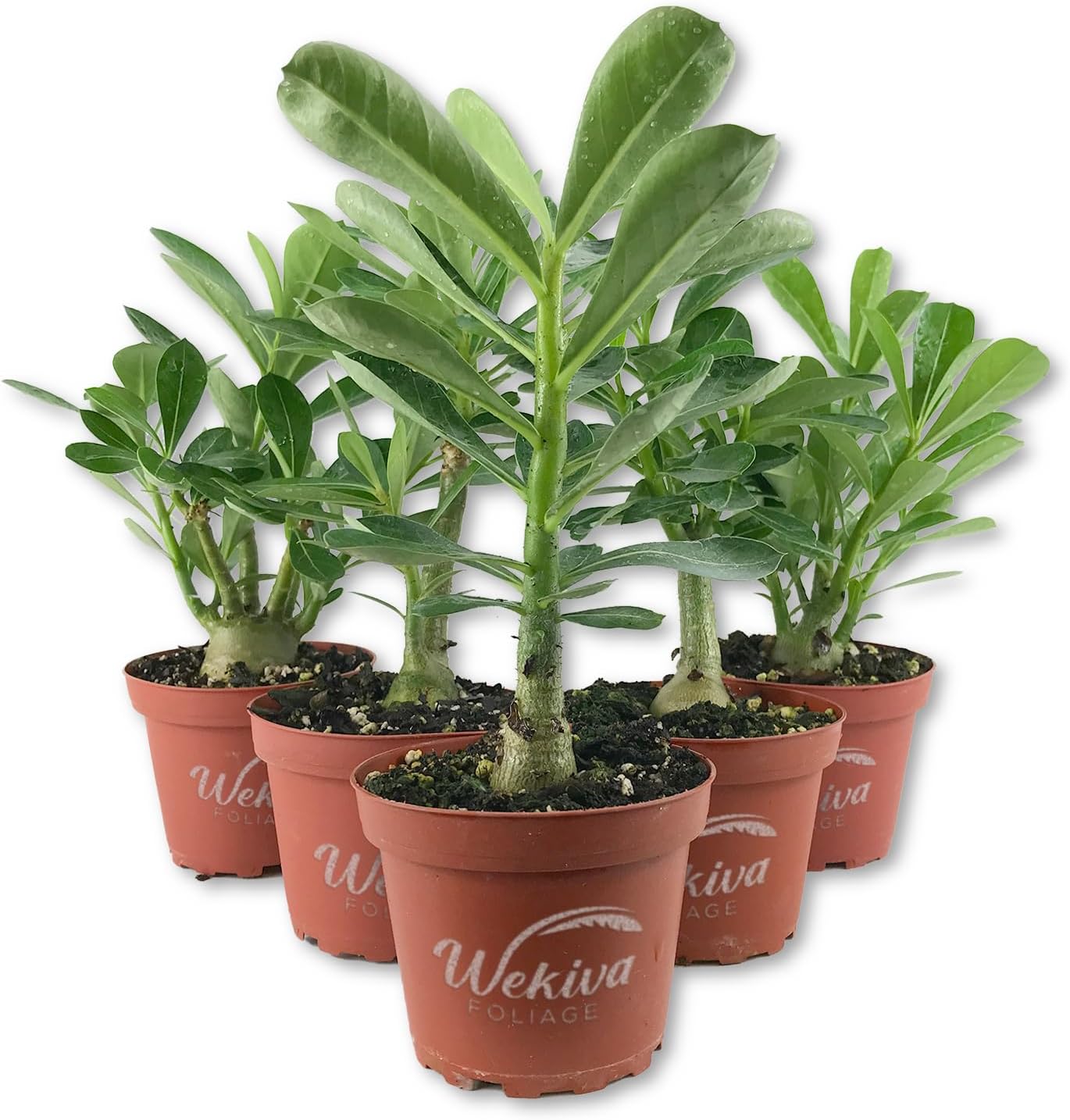 Desert Rose Plant - Live Plant in a 4 Inch Pot - Adenium Obesum - Dramatic Low-Water Succulent
